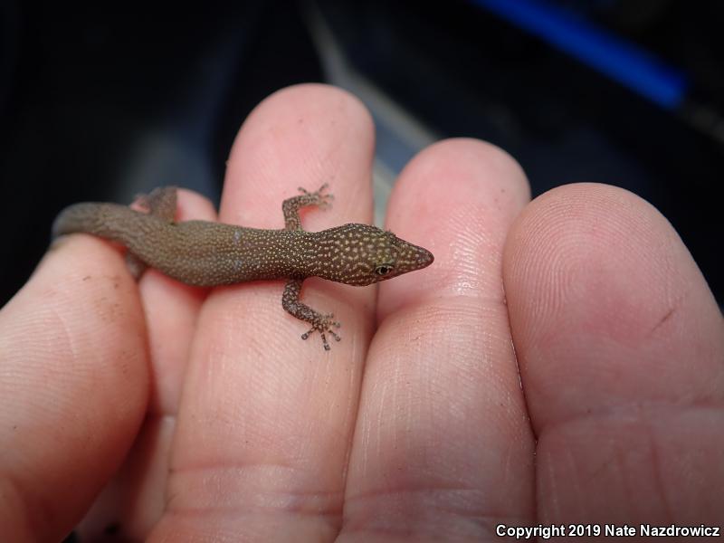 Ashy Gecko (Sphaerodactylus elegans)