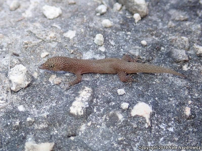 Ashy Gecko (Sphaerodactylus elegans)