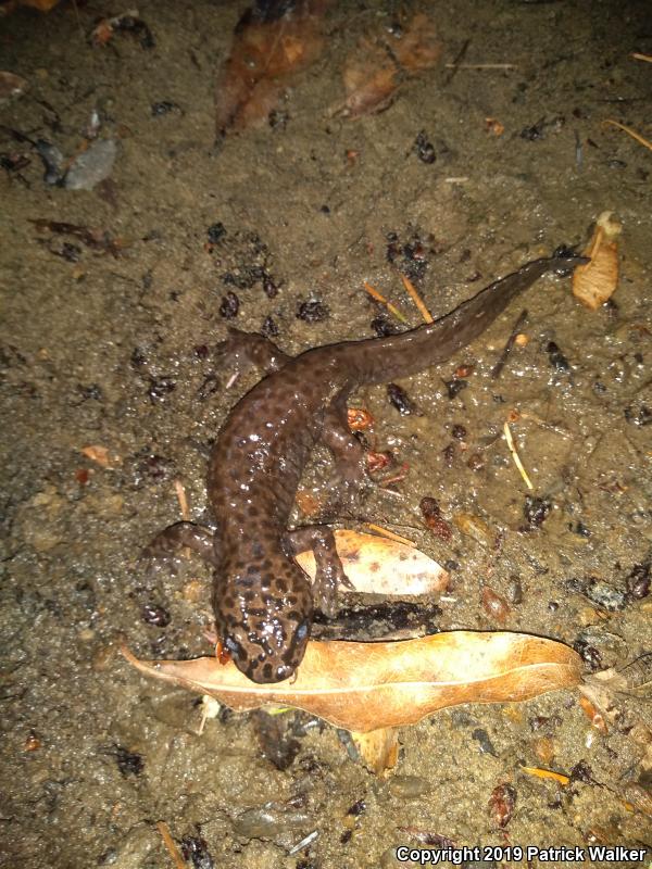 California Giant Salamander (Dicamptodon ensatus)