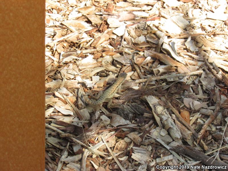 Northern Curly-tailed Lizard (Leiocephalus carinatus)