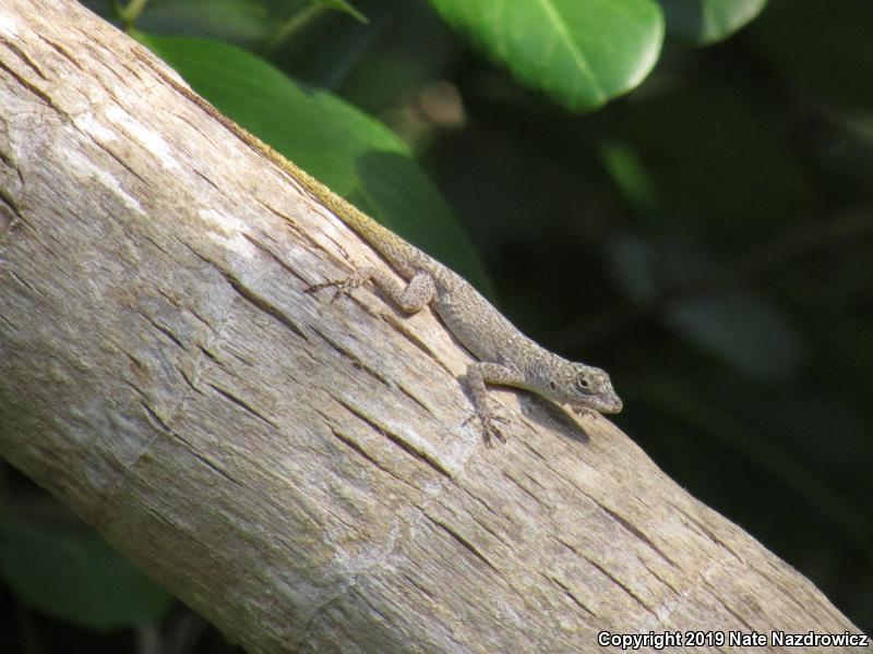 Bark Anole (Anolis distichus)