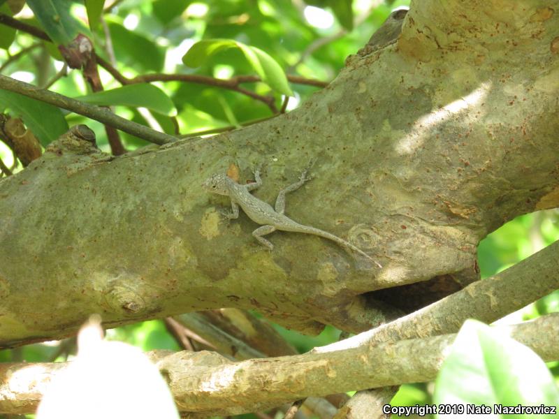 Bark Anole (Anolis distichus)