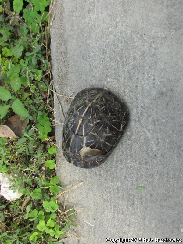 Florida Box Turtle (Terrapene carolina bauri)