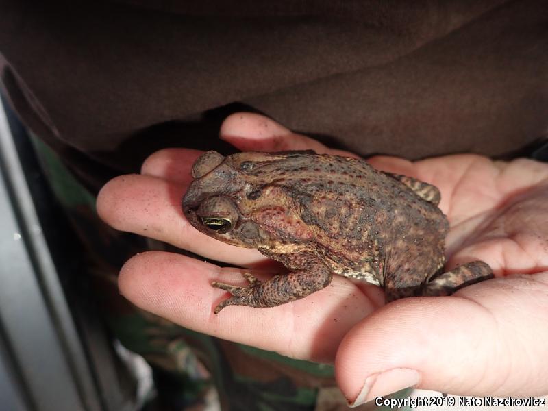 Cane Toad (Rhinella marina)