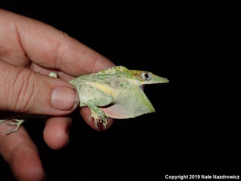 Knight Anole (Anolis equestris)