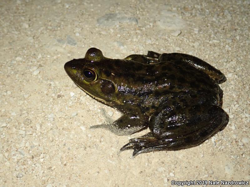 Pig Frog (Lithobates grylio)