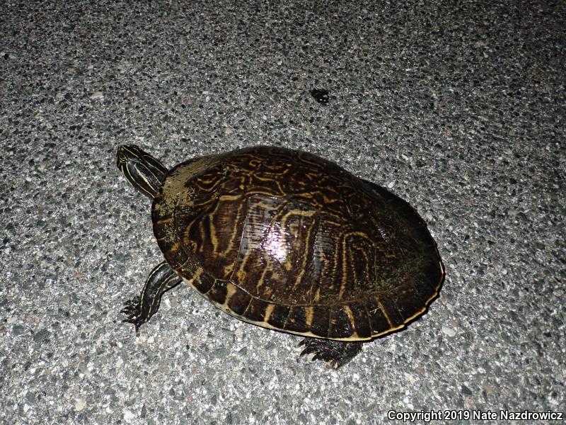 Peninsula Cooter (Pseudemys peninsularis)