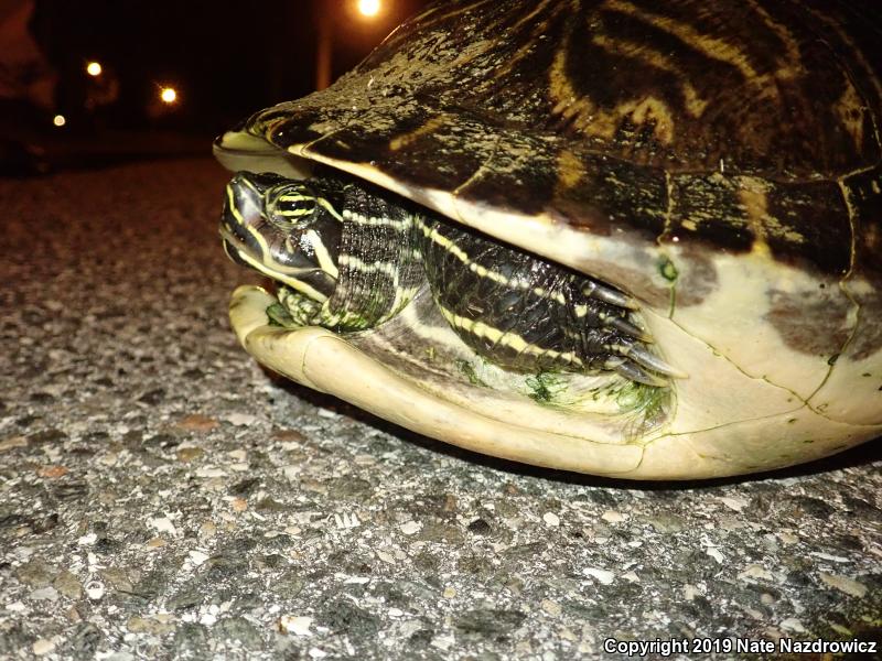 Peninsula Cooter (Pseudemys peninsularis)