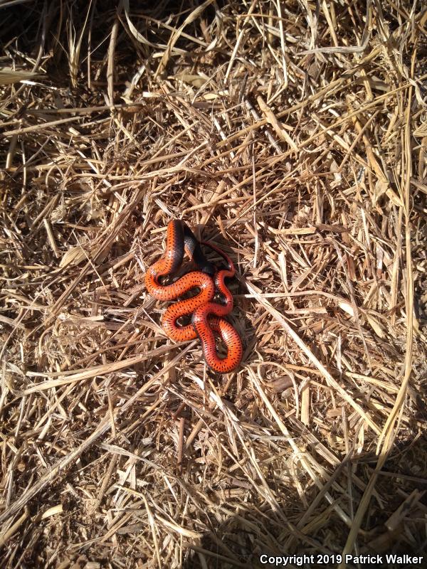 Monterey Ring-necked Snake (Diadophis punctatus vandenburgii)