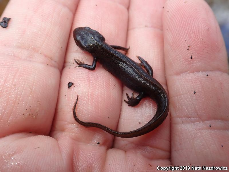 Peninsula Newt (Notophthalmus viridescens piaropicola)