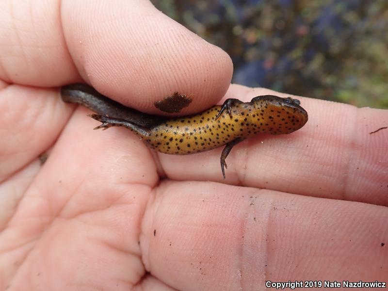 Peninsula Newt (Notophthalmus viridescens piaropicola)