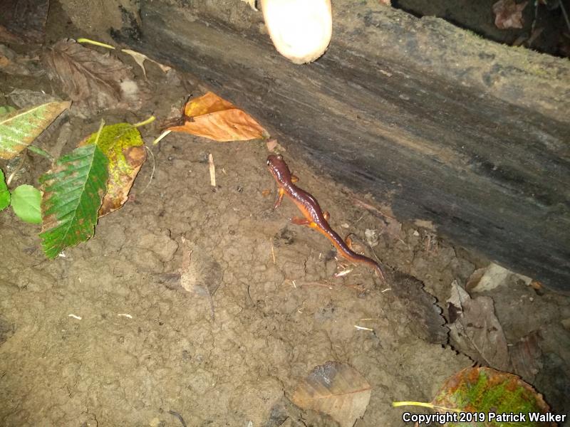 Yellow-eyed Ensatina (Ensatina eschscholtzii xanthoptica)