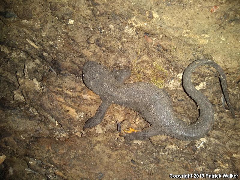 Rough-skinned Newt (Taricha granulosa)