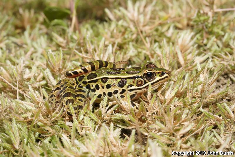 Northern Leopard Frog (Lithobates pipiens)