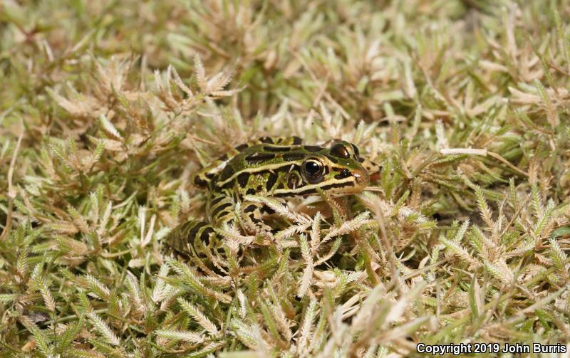 Northern Leopard Frog (Lithobates pipiens)