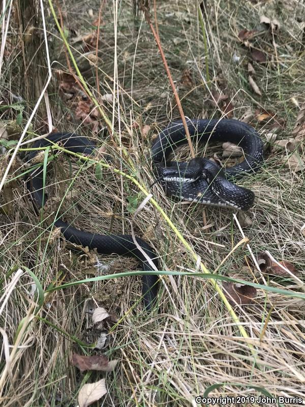 Black Ratsnake (Pantherophis obsoletus obsoletus)