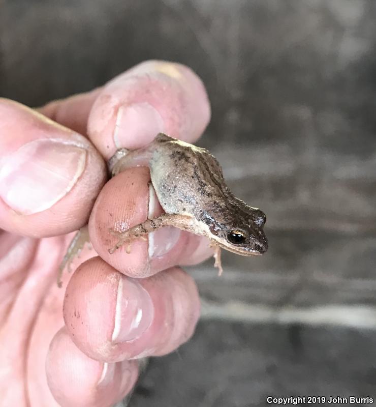 Upland Chorus Frog (Pseudacris feriarum)