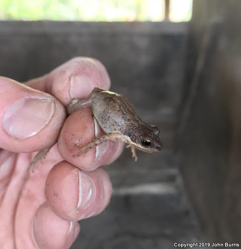 Upland Chorus Frog (Pseudacris feriarum)