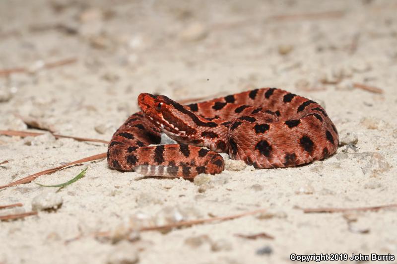 Carolina Pigmy Rattlesnake (Sistrurus miliarius miliarius)