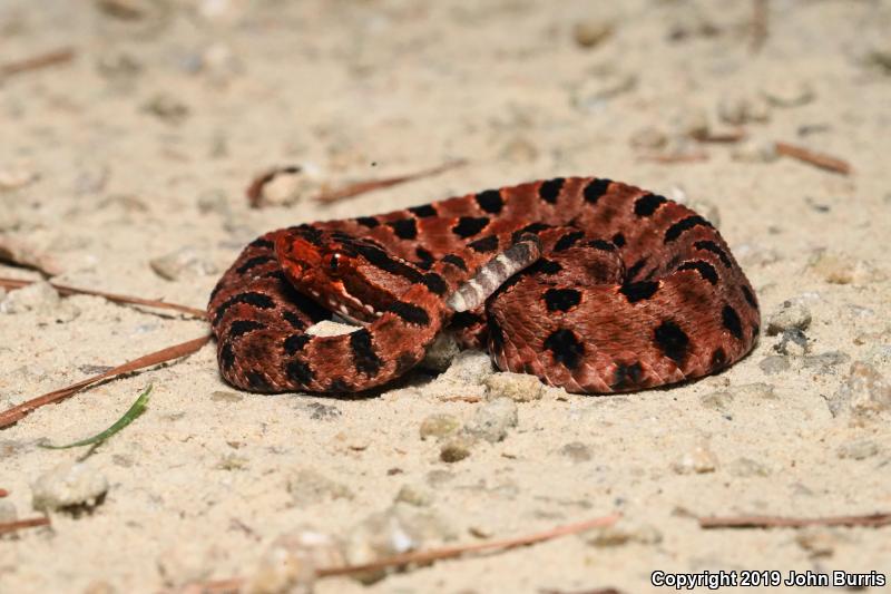 Carolina Pigmy Rattlesnake (Sistrurus miliarius miliarius)