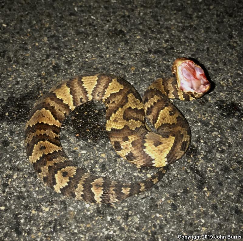 Eastern Cottonmouth (Agkistrodon piscivorus piscivorus)