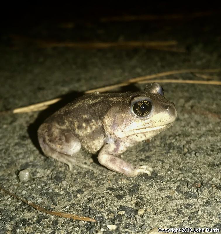 Eastern Spadefoot (Scaphiopus holbrookii)