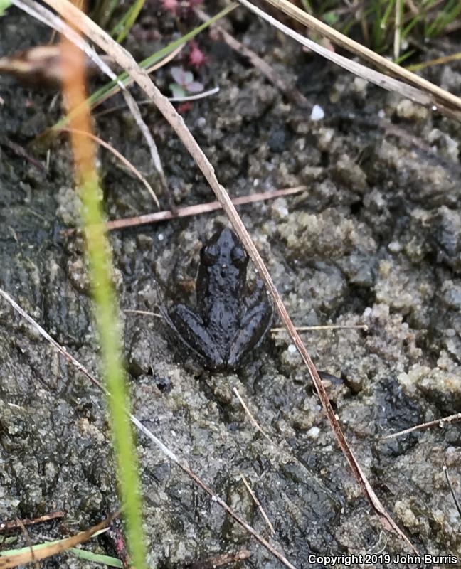 Eastern Cricket Frog (Acris crepitans crepitans)