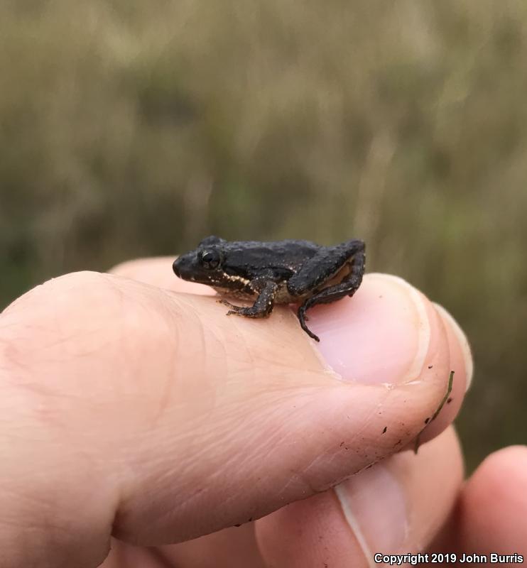 Eastern Cricket Frog (Acris crepitans crepitans)