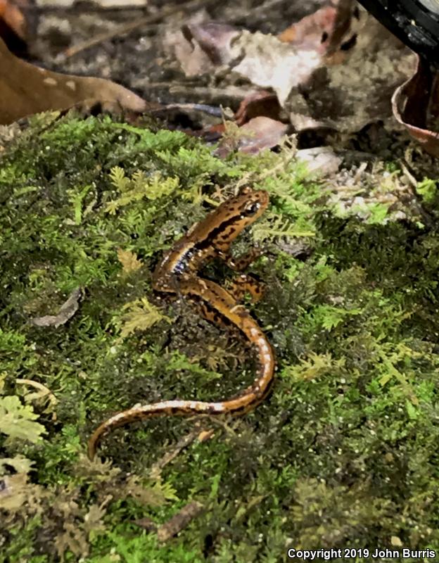 Southern Two-lined Salamander (Eurycea cirrigera)