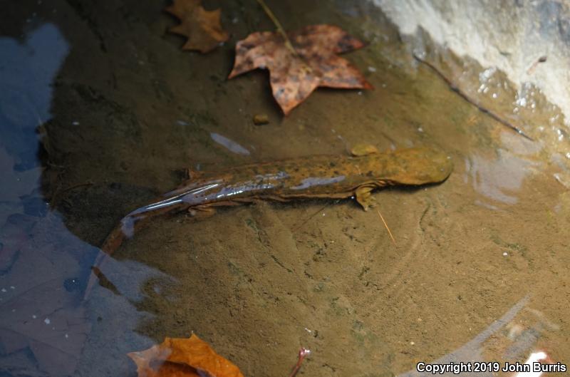 Eastern Hellbender (Cryptobranchus alleganiensis alleganiensis)