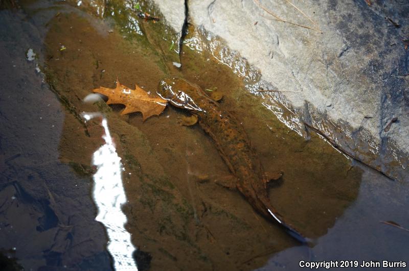 Eastern Hellbender (Cryptobranchus alleganiensis alleganiensis)