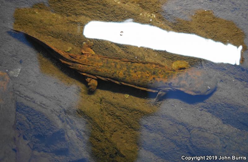 Eastern Hellbender (Cryptobranchus alleganiensis alleganiensis)