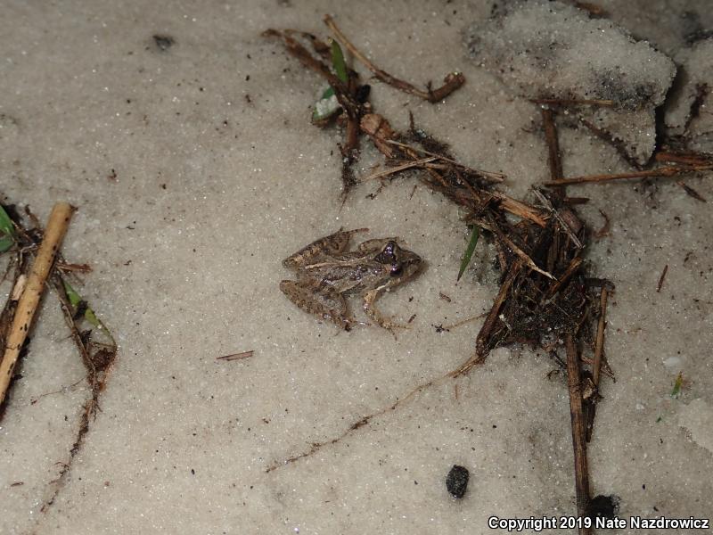 Florida Cricket Frog (Acris gryllus dorsalis)