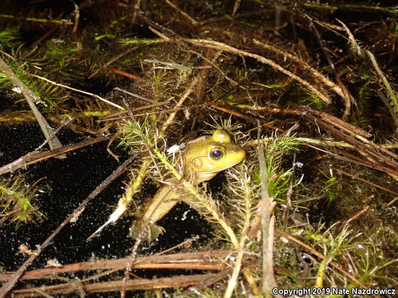 Pig Frog (Lithobates grylio)