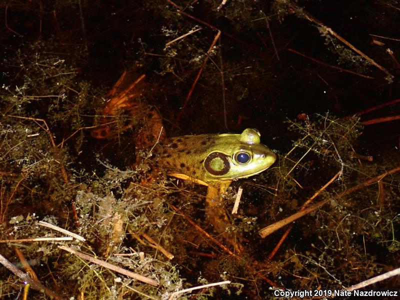 Pig Frog (Lithobates grylio)