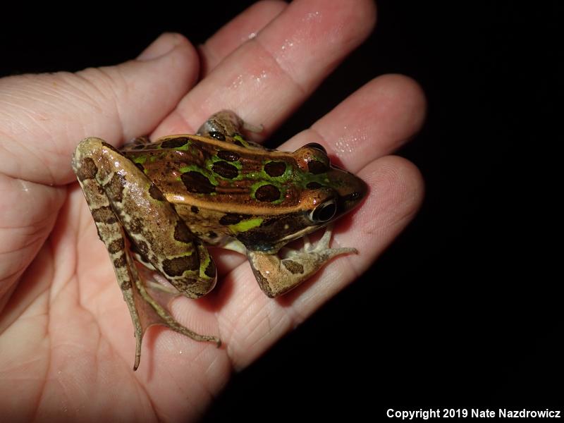 Florida Leopard Frog (Lithobates sphenocephalus sphenocephalus)