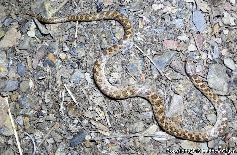 San Diego Nightsnake (Hypsiglena ochrorhyncha klauberi)