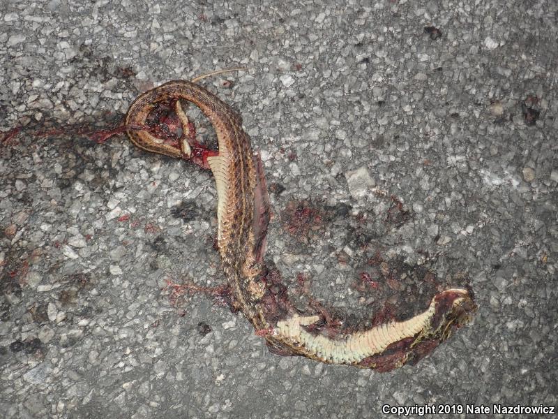 Eastern Gartersnake (Thamnophis sirtalis sirtalis)