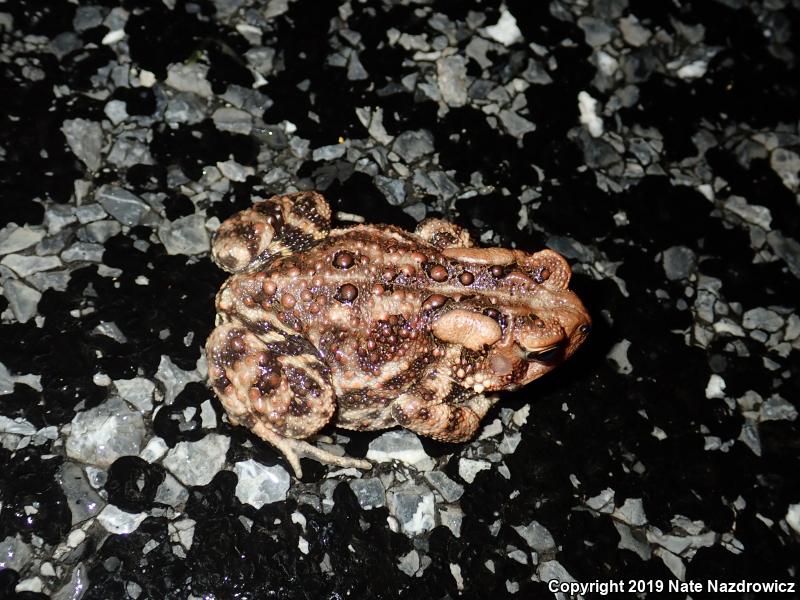 Eastern American Toad (Anaxyrus americanus americanus)