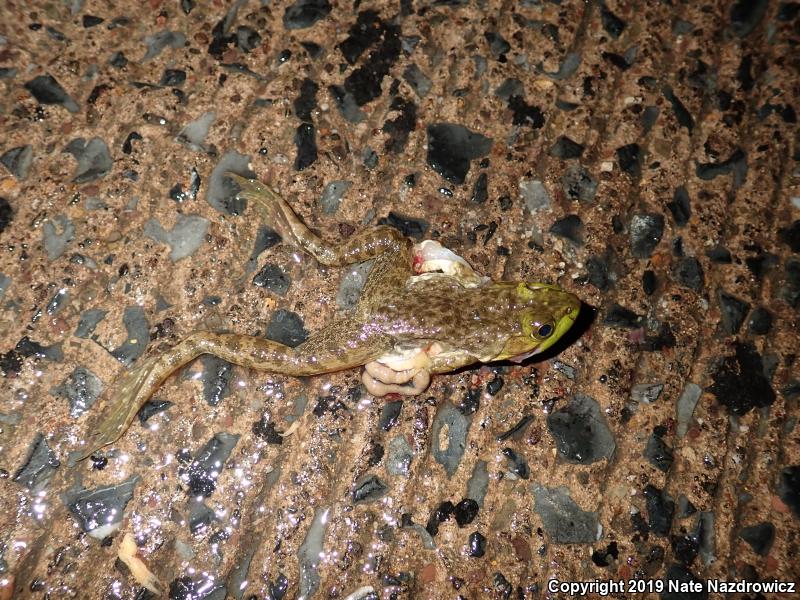 American Bullfrog (Lithobates catesbeianus)