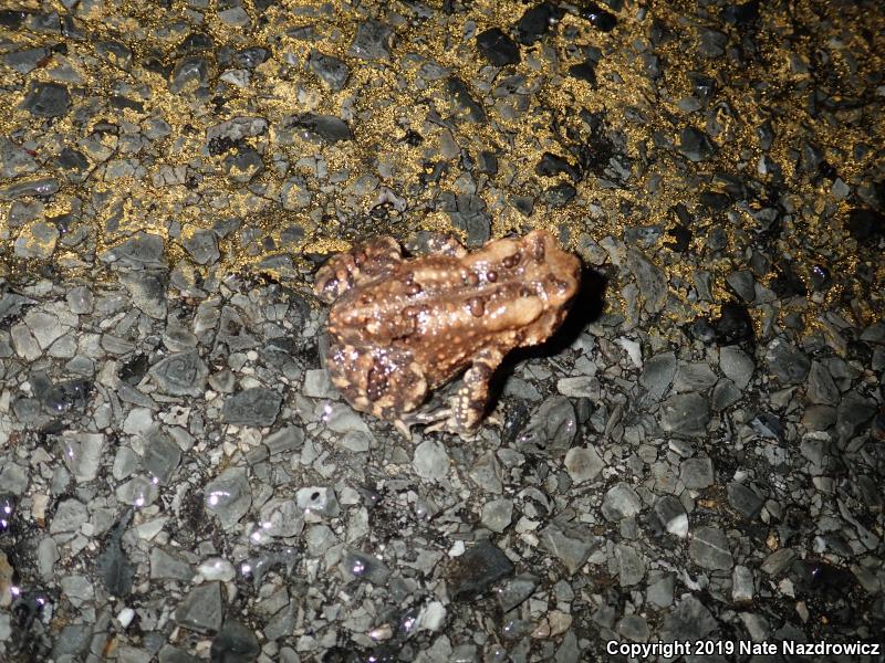 Eastern American Toad (Anaxyrus americanus americanus)