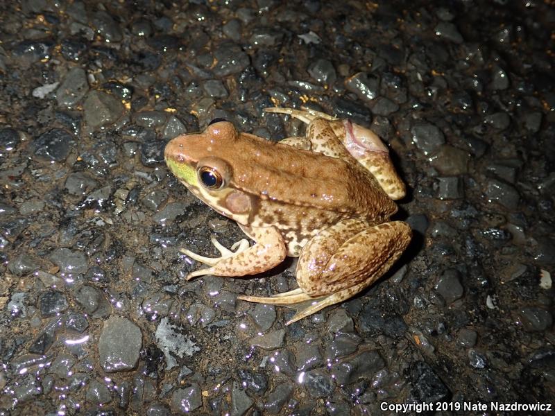 Green Frog (Lithobates clamitans)