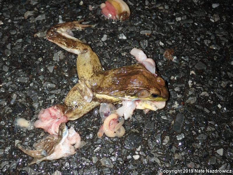 Green Frog (Lithobates clamitans)