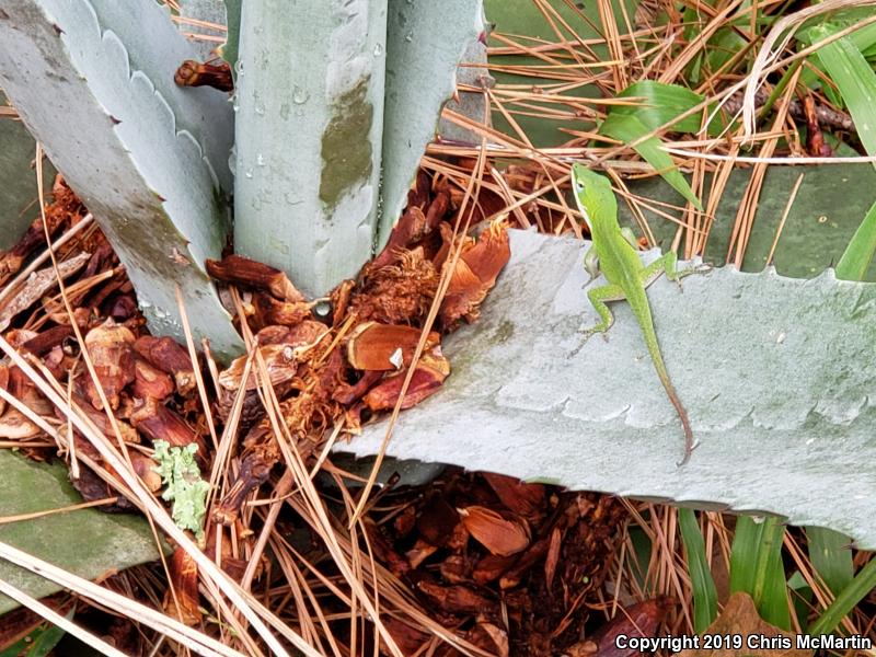 Northern Green Anole (Anolis carolinensis carolinensis)