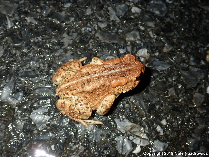 Eastern American Toad (Anaxyrus americanus americanus)