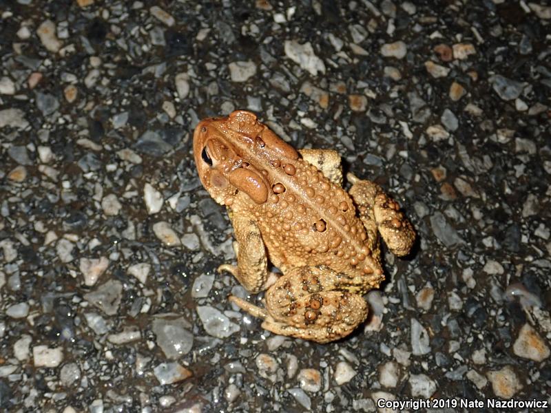 Eastern American Toad (Anaxyrus americanus americanus)