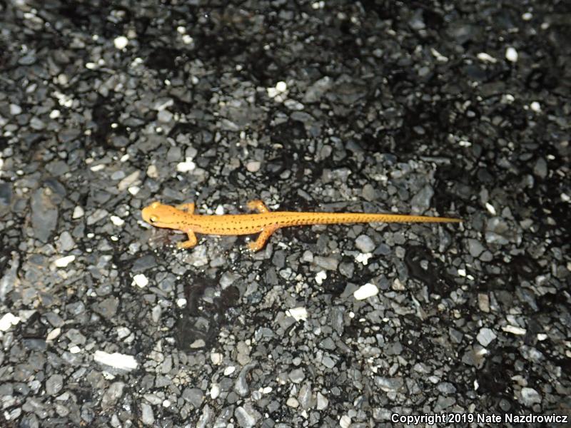 Long-tailed Salamander (Eurycea longicauda longicauda)