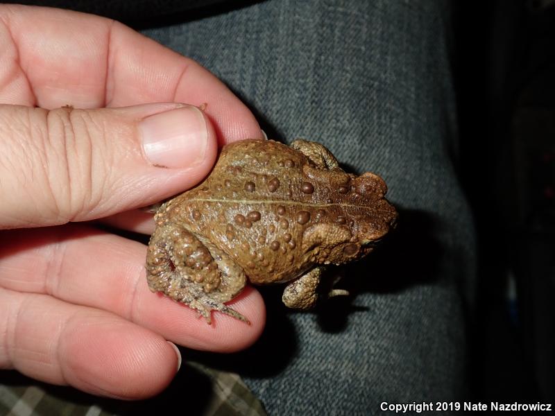 Eastern American Toad (Anaxyrus americanus americanus)