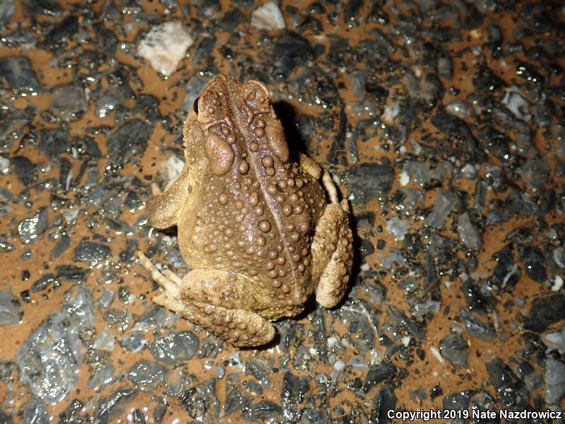 Eastern American Toad (Anaxyrus americanus americanus)