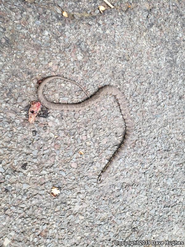 Northern Watersnake (Nerodia sipedon sipedon)